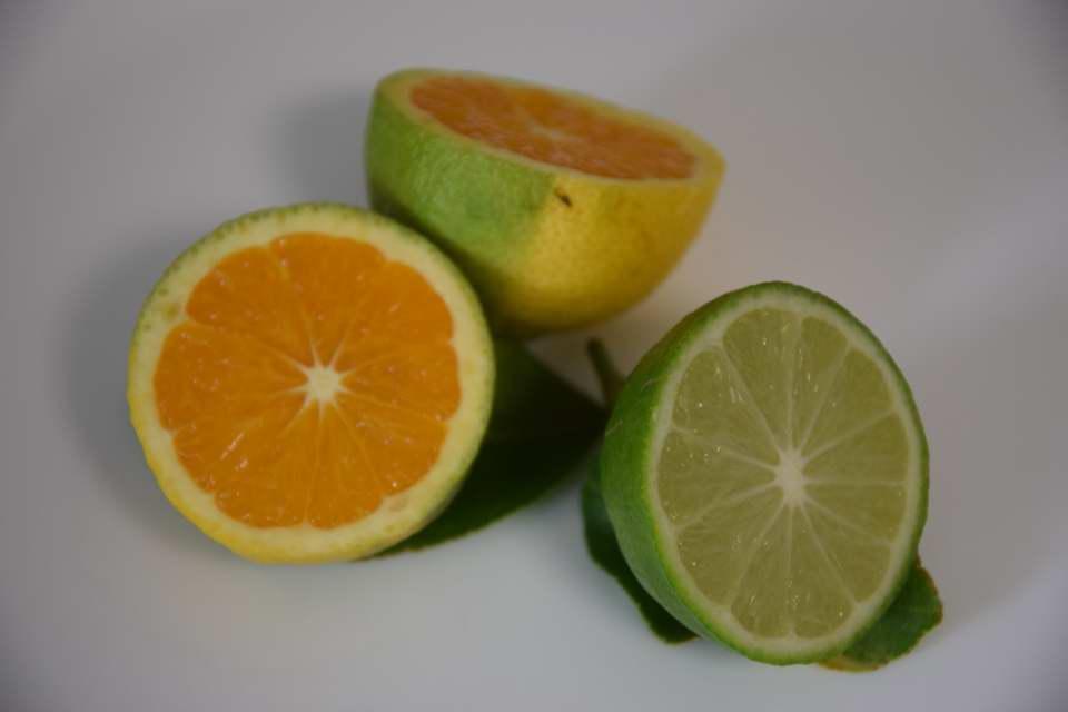 Fruits d'agrumes orange et citron lemon